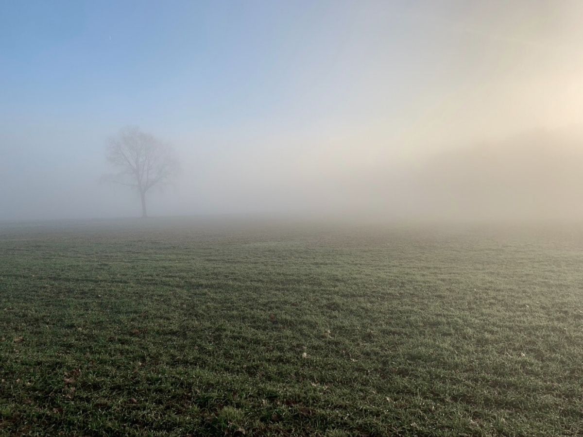 Baum im Nebel auf einer Wiese – Symbol für Orientierung in schwierigen Lebenssituationen